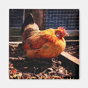 Aimant Poulet orange