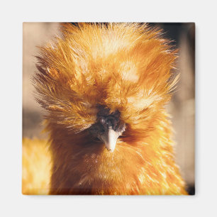 Aimant Poulet rouge à soie