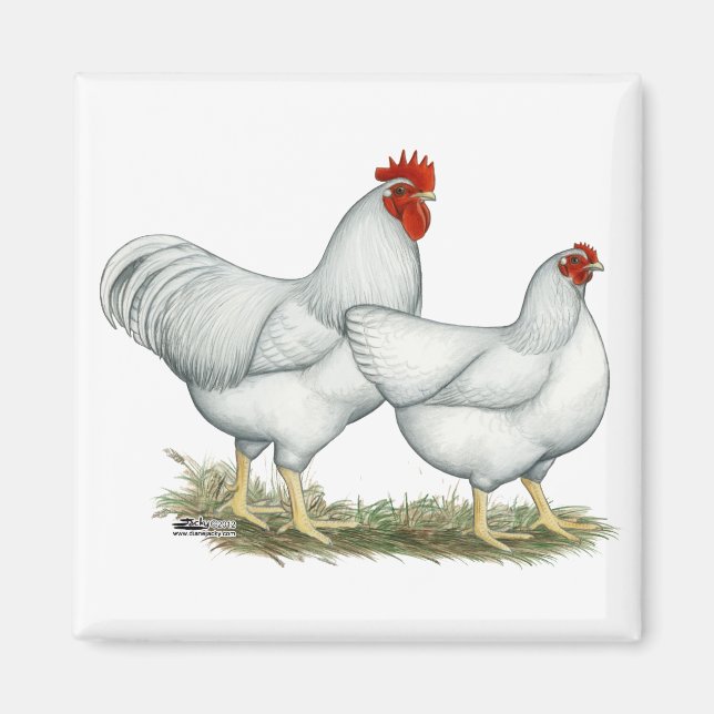 Aimant Poulets blancs (Devant)