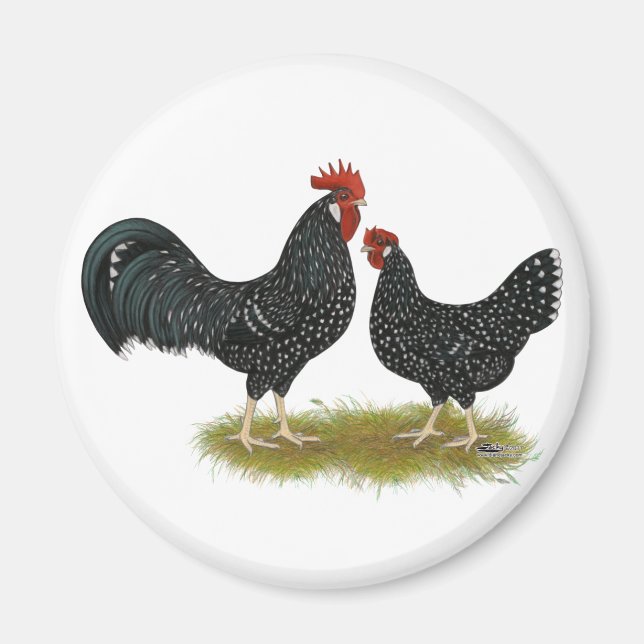 Aimant Poulets d'Ancône (Devant)