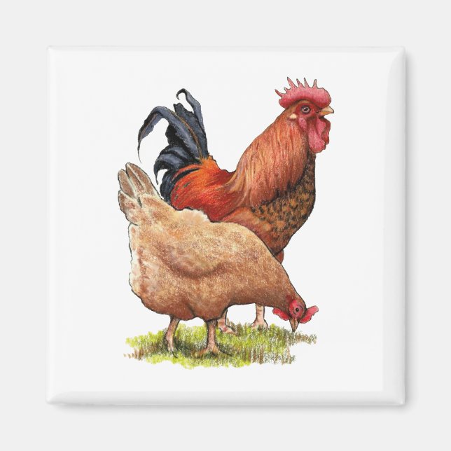 Aimant Poulets : dessin au crayon couleur Hen et Rooster (Devant)
