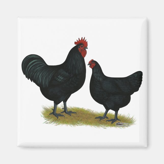 Aimant Poulets géants Jersey (Devant)