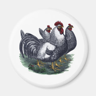 Aimant Poulets vintages
