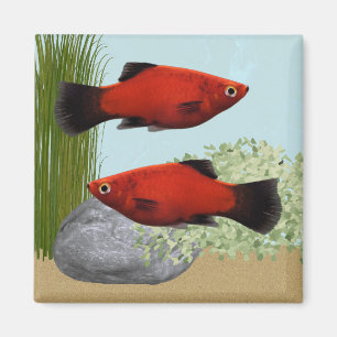 Aimant pour Aquarium Tropical Poisson Platies Roug