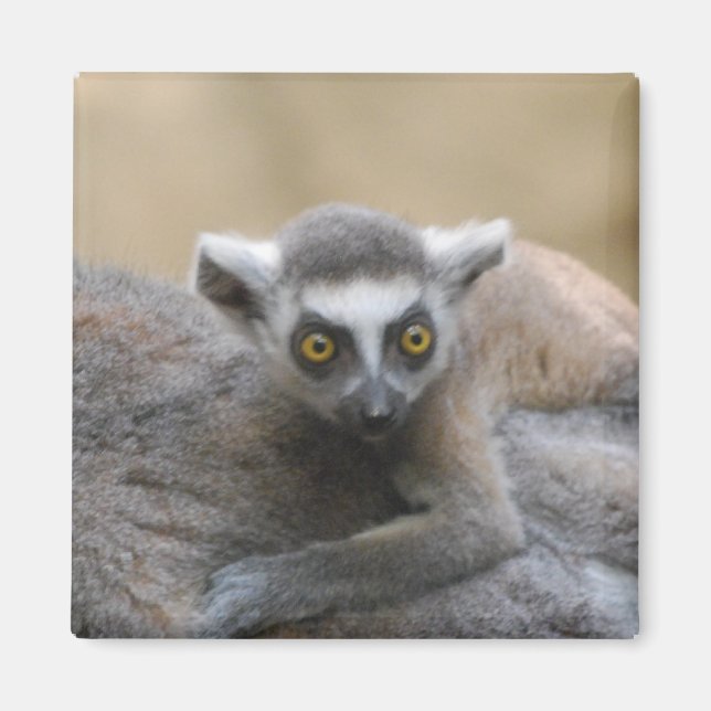 Aimant pour bébé Lemur (Devant)