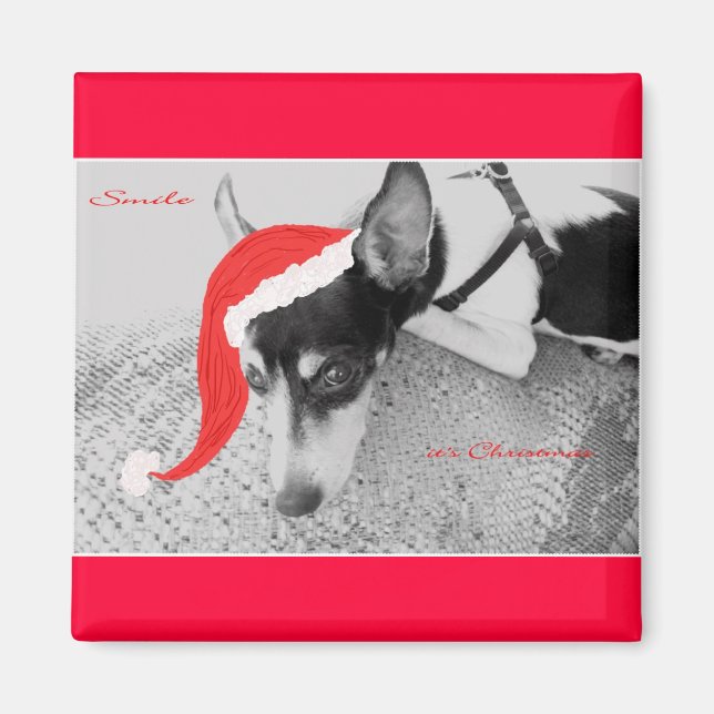 Aimant pour Noël, Rat Terrior (Devant)