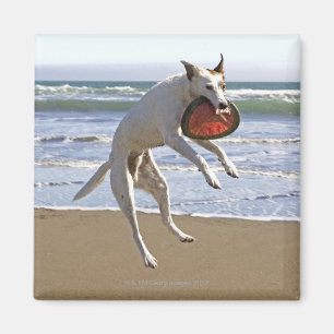 Aimant Poursuivez sauter pour attraper un frisbee sur la