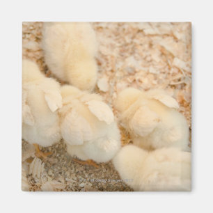 Aimant poussins