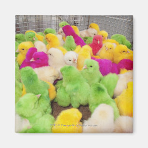 Aimant Poussins de bébé dans un stylo à un marché col