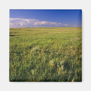 Aimant Prairie à graminées courtes dans le nord-est éloig