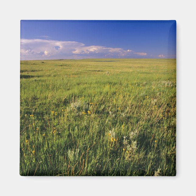 Aimant Prairie à graminées courtes dans le nord-est éloig (Devant)