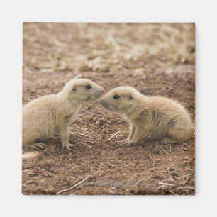 Aimant Prarie coupé la queue par noir Marmot