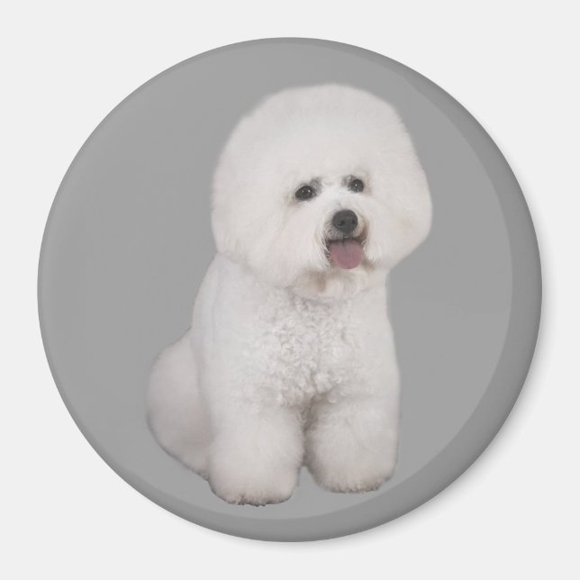 Aimant précieux Bichon Frise (Devant)