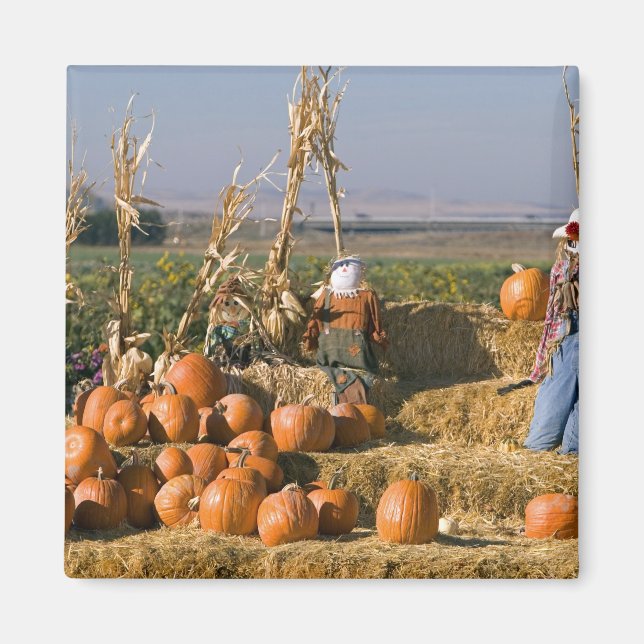 Aimant Présentation de citrouilles avec des ballots de fo (Devant)
