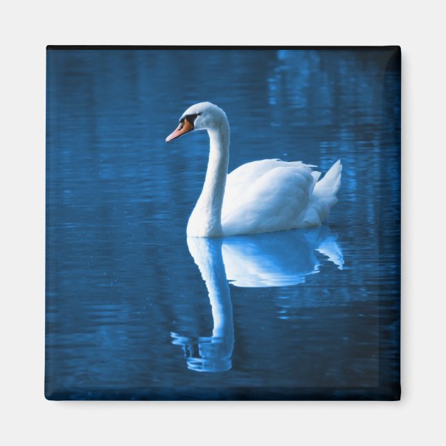 Aimant Pretty white swan floating on blue lake (Devant)