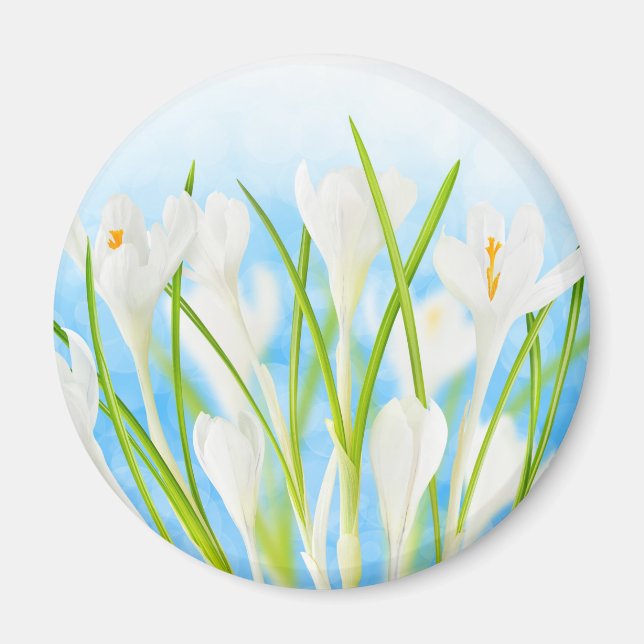 Aimant Printemps (crocus blancs) (Devant)