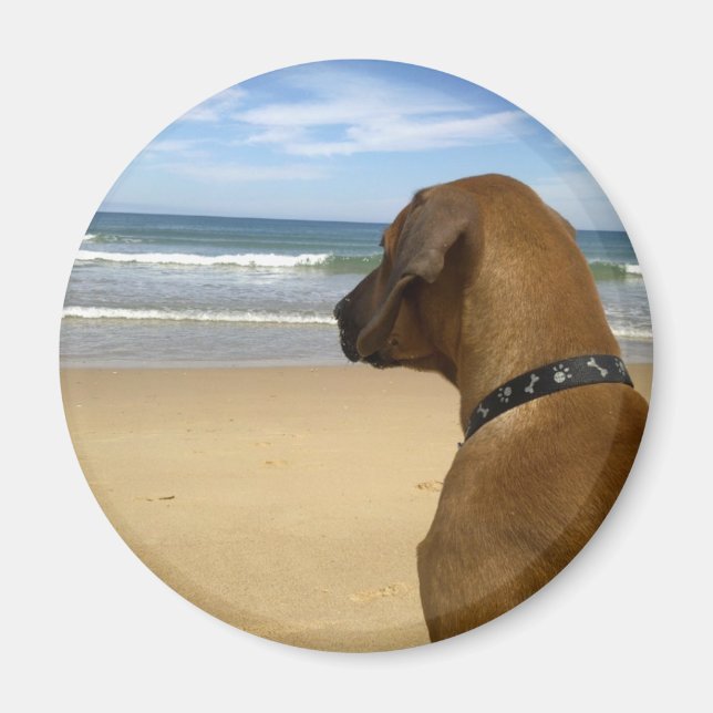 Aimant Produits Rhodesian Ridgeback (Devant)