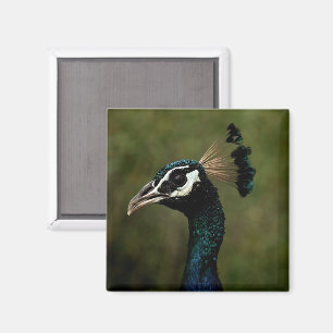 Aimant Profil de Peacock