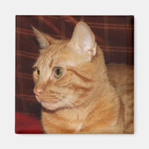 Aimant Profil de visage de chat Tabou orange