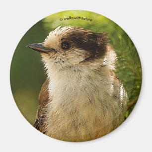 Aimant Profil d'une Jay gris mou / Whiskeyjack