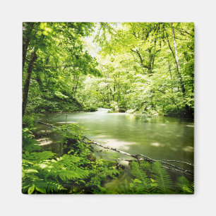 Aimant Profondément dans la forêt