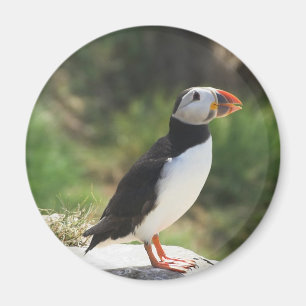 Aimant Puffin
