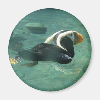 Aimant Puffin