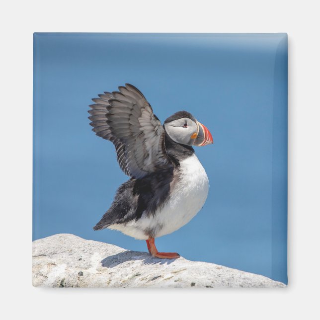 Aimant Puffin de l'Atlantique à Machias, ME (Devant)