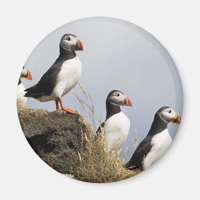 Aimant Puffins (Devant)