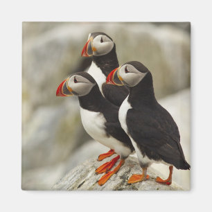 Aimant Puffins de l'Atlantique sur l'île des phoques Mach