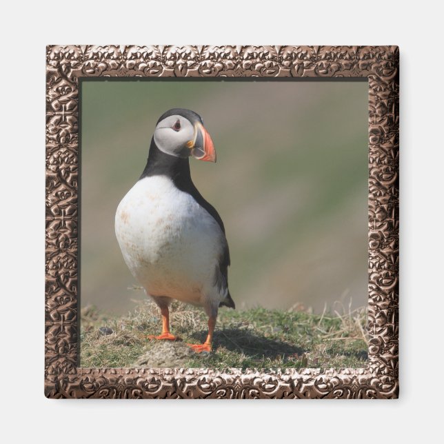 Aimant Puffins de Skomer Island (Devant)
