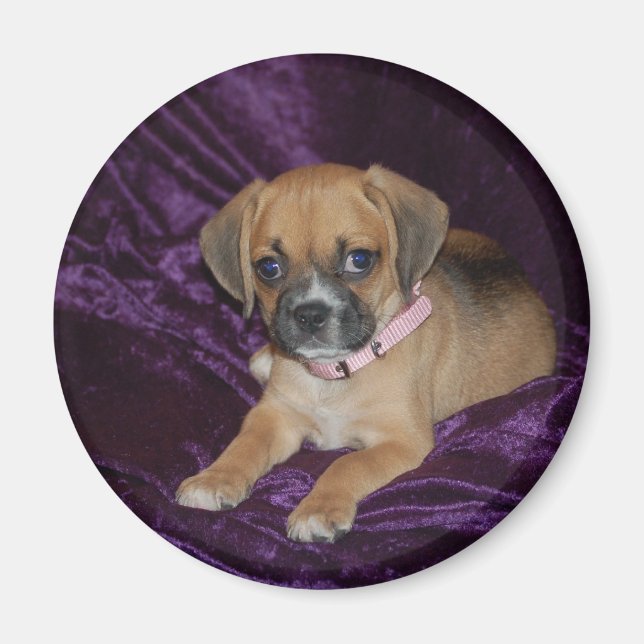 Aimant Puggle Love (Devant)
