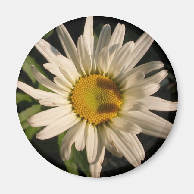 Aimant Puissance de flux (Devant)