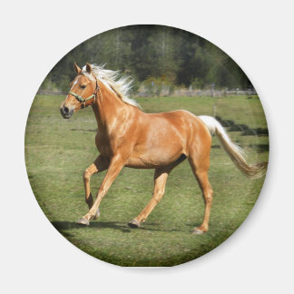 Aimant puissance du palomino