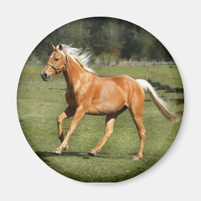 Aimant puissance du palomino (Devant)