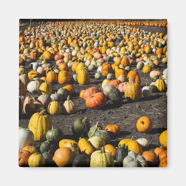 Aimant Pumkins (Devant)