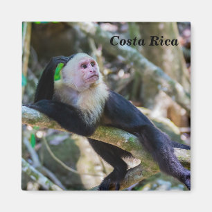 Aimant Pura vida pour le singe capucin à tête blanche