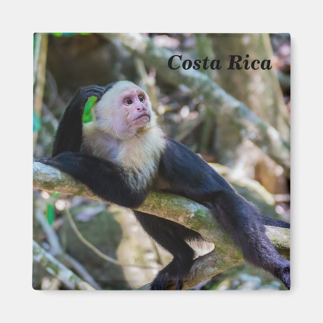Aimant Pura vida pour singe capucin à tête blanche (Devant)