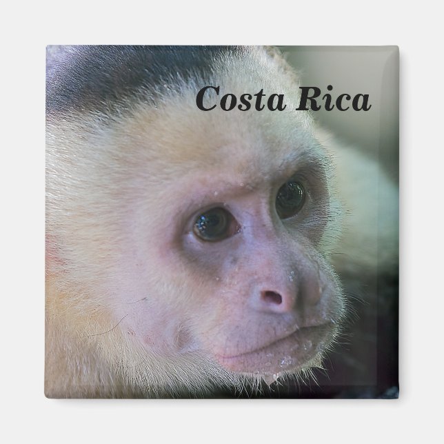 Aimant Pura vida pour singe capucin à tête blanche (Devant)