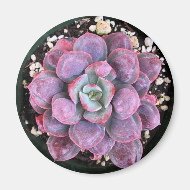 Aimant Purple Echeveria Raindrops Succulent (Devant)