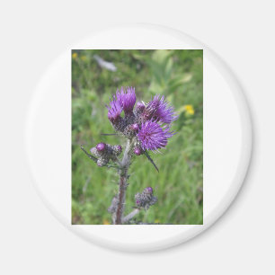 Aimant purple thistle