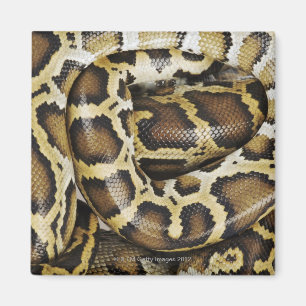 Aimant Python birman