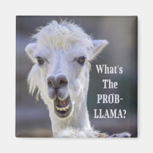 Aimant Qu'est-ce que le Prob-Llama ? Lama drôle
