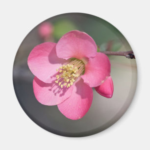 Aimant Quince à fleurs roses parfaite