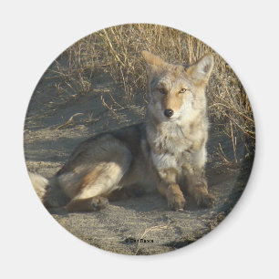 Aimant R19 Coyote Laying