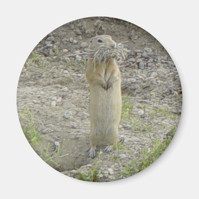 Aimant R1 Gopher Richardson's Écureuil terrestre (Devant)