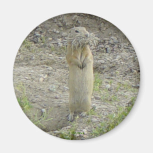 Aimant R1 L'écureuil terrestre de Gopher Richardson