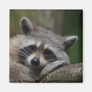 Aimant Raccoon