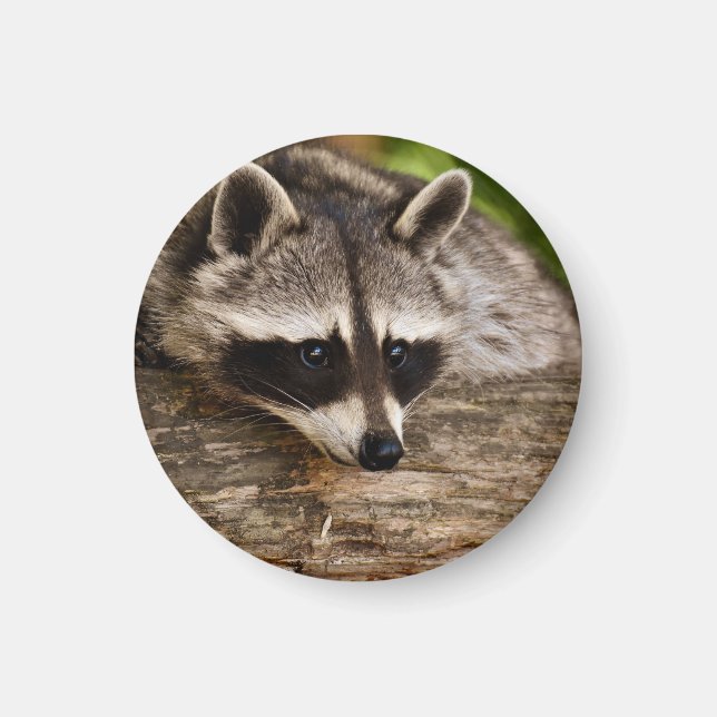 Aimant Raccoon mignon reposant sur un journal (Devant)