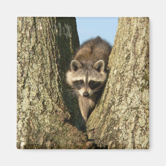 Aimant Racoon (Devant)